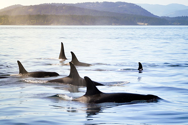 Pod of Orcas